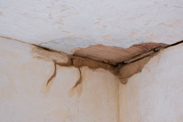 Best Mold removal after water damage  in Oak Grove, MN